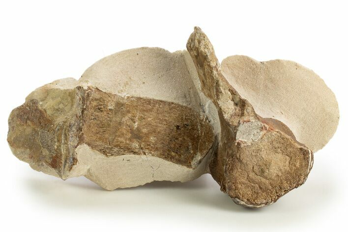 Fossil Plesiosaur (Thililua?) Cervical Vertebra - Asfla, Morocco #329729